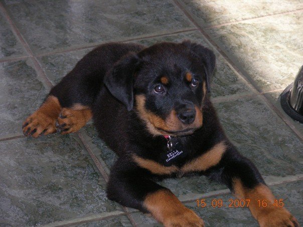 Nancy Calla's album, Bella , (new family addition)