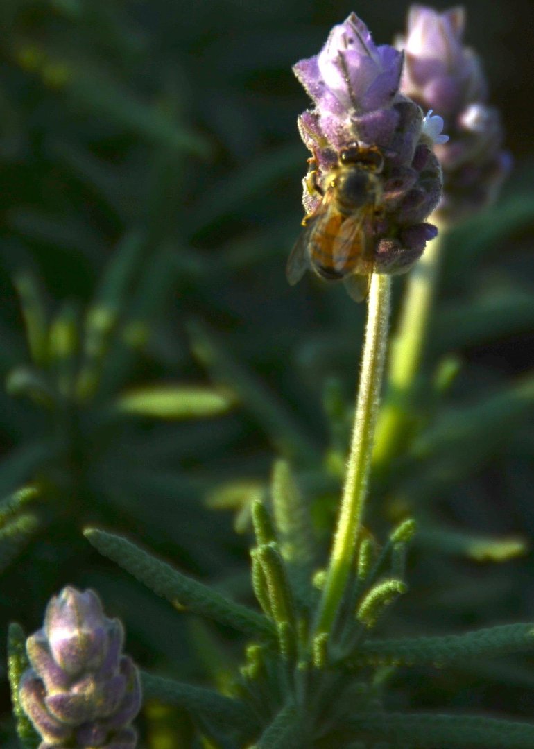 Mike Hamby's album, Bee Cause