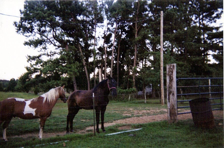 Sandy Ferguson's album, back yard entertainment