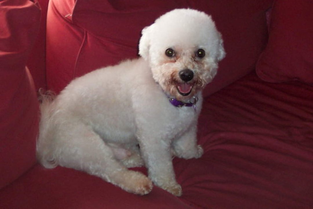 Kari McAllister's album, Scruffy the puppy