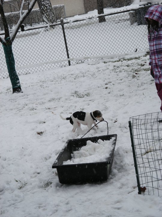 Patrick Brown's album, first "real" snow, 12/12/2010