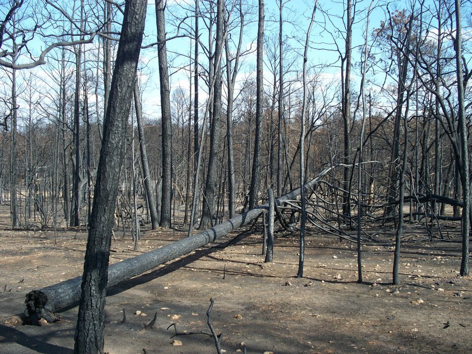 Al Brien's album, Bastrop Roadside Fire Damage