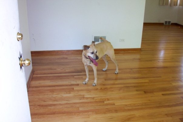 William Hartz's album, My Pets