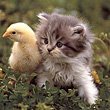 Bertie Twisselmann's album, Cute Kitty Photos