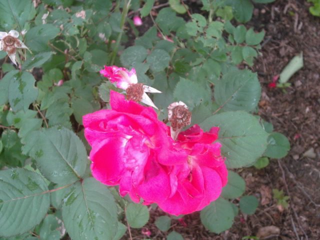 Joyce Pedersen's album, July 2011 garden