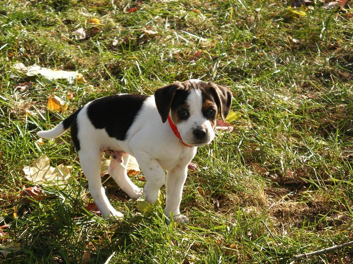 Patrick Brown's album, Meet Kirby!