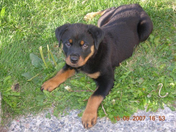 Nancy Calla's album, Bella , (new family addition)