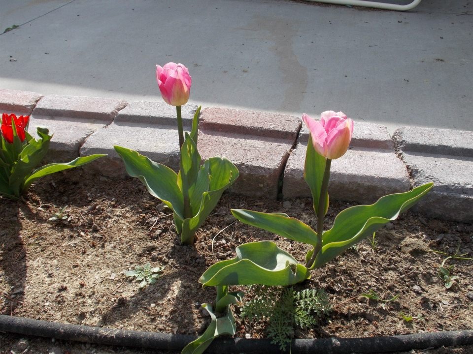 Lynn Sullivan's album, Tulips Spring 2013