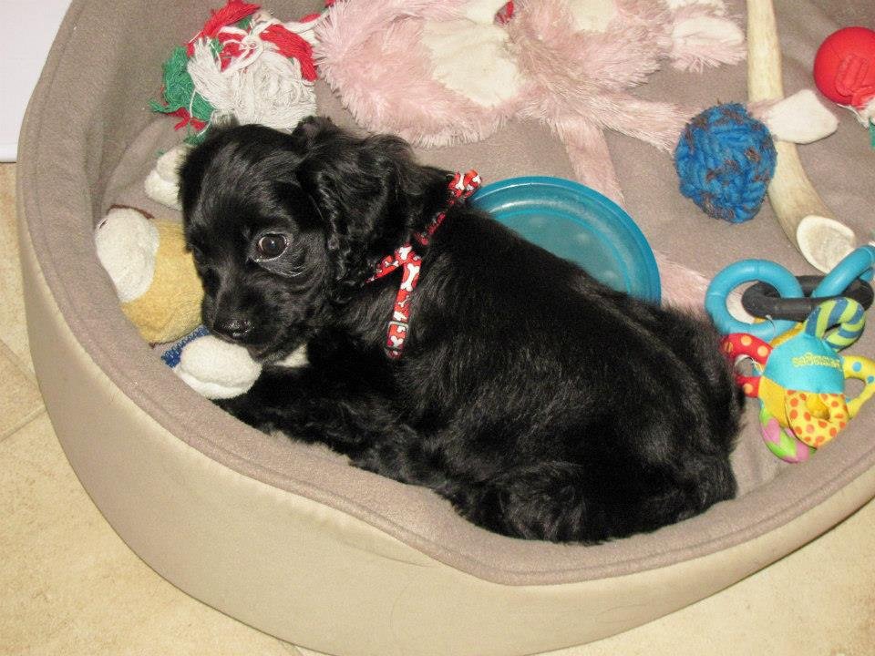 Dwight Bowen's album, Our new addition: Maggie