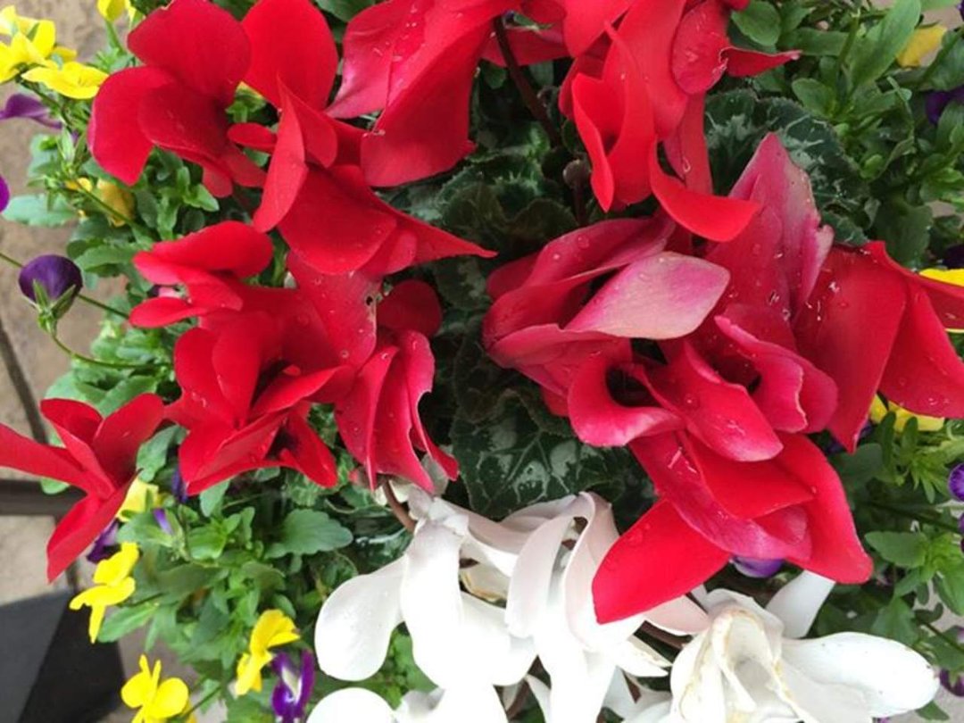 Gary Galbraith's album, Flowers