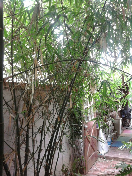 Bob Raymond's album, Bamboo