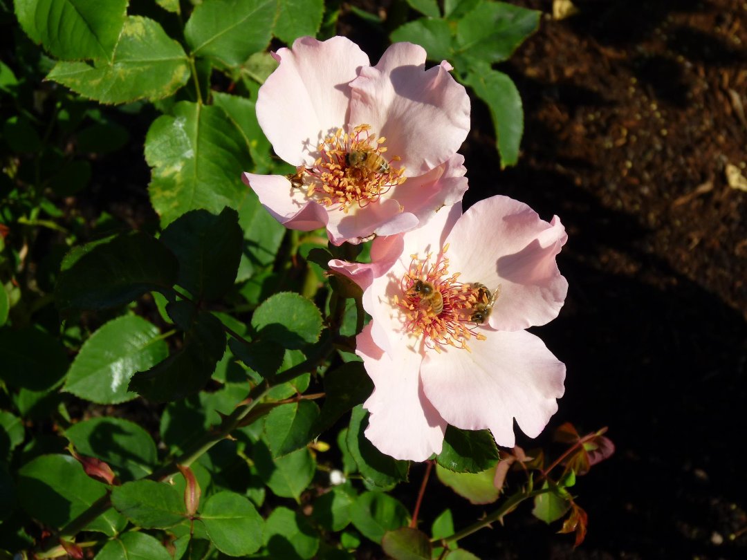 Robert Kelley's album, Portland Rose garden 2011