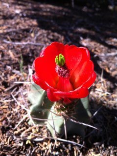 Max Highstein's album, Mobile Uploads
