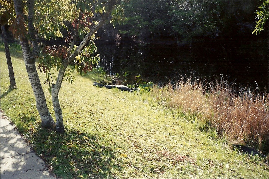 Karla Denney's album, Okefenokee Swamp 2000