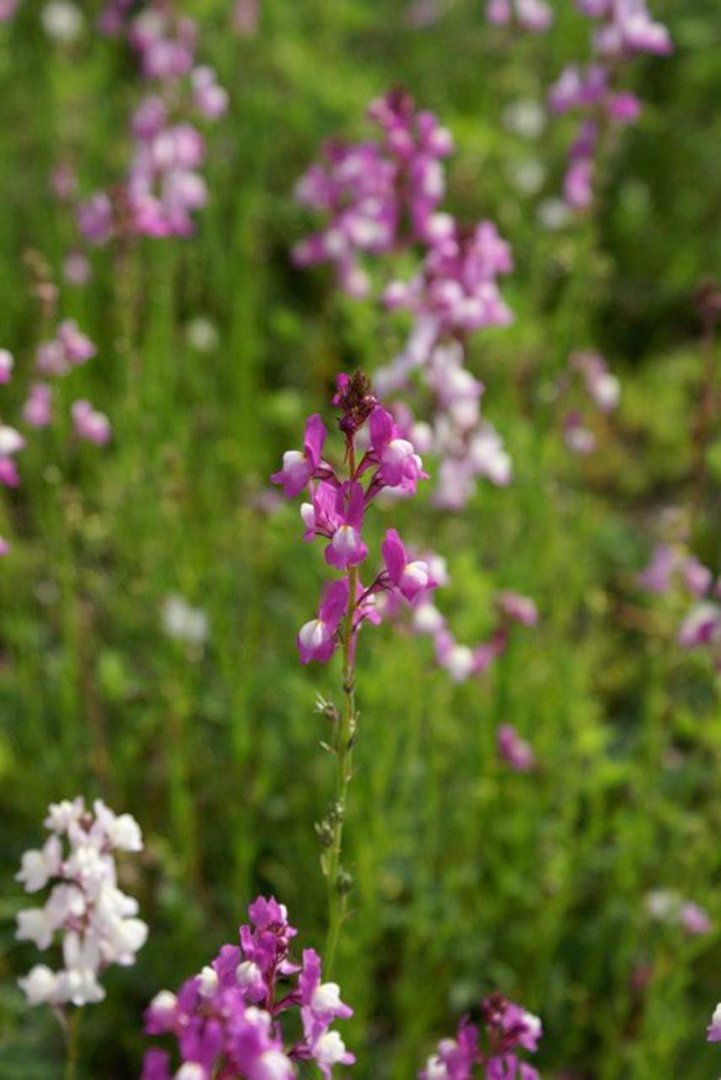 Patrick McGee's album, Blossom Trail
