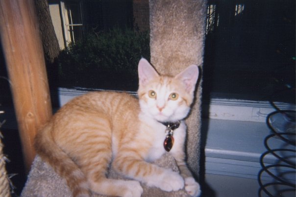 Gary Drury's album, Pets