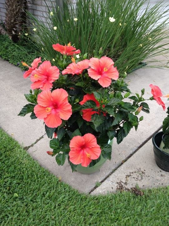 Nedra Bohannon's album, Cover Photos