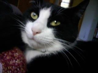 Ellen Conley Brink's album, Cover Photos