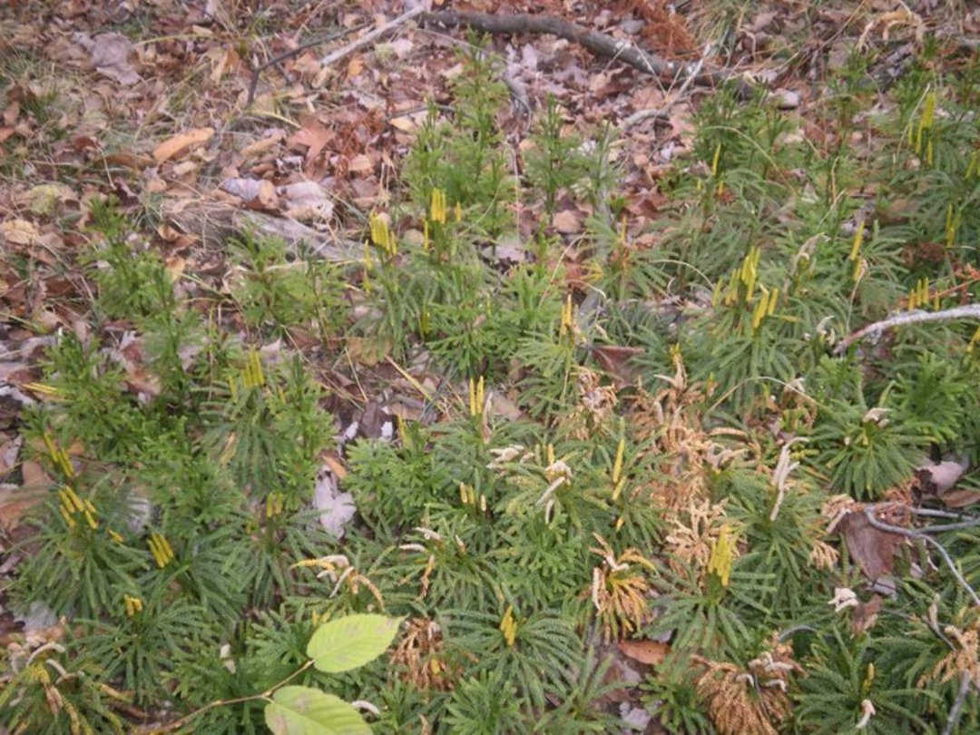 Laura Vickers' album, Potter Fall 2010