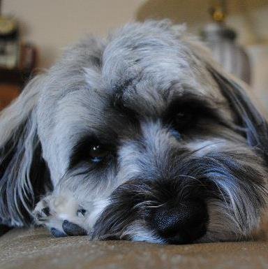 Tracy Gebhardt's album, Profile Pictures