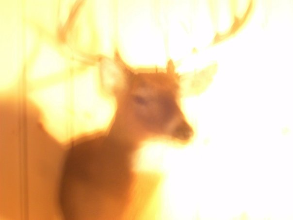 Daniel Garza's album, buck!