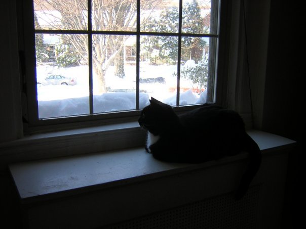 Michael Segle's album, Blizzard Cats