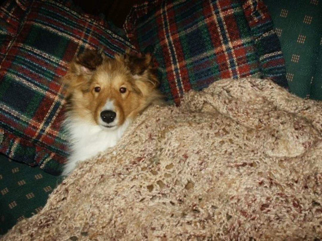 Cathy Sinclair's album, Introducing...... Brody!