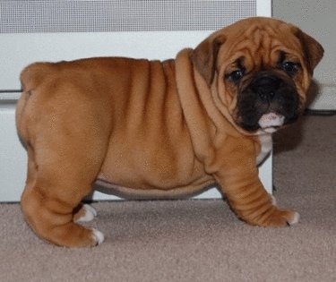 David Steath's album, Send Bulldog Puppies Photos