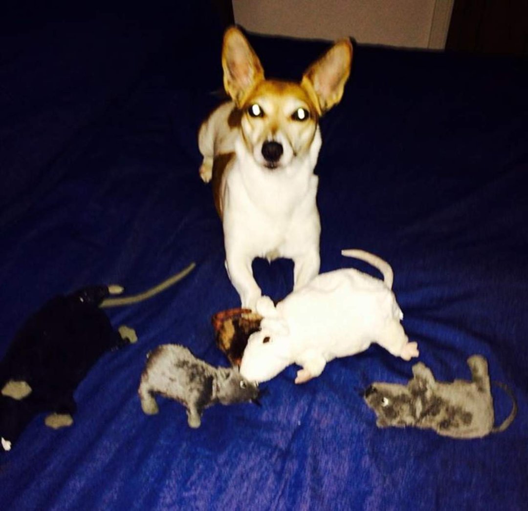 John Basile's album, Mobile Uploads