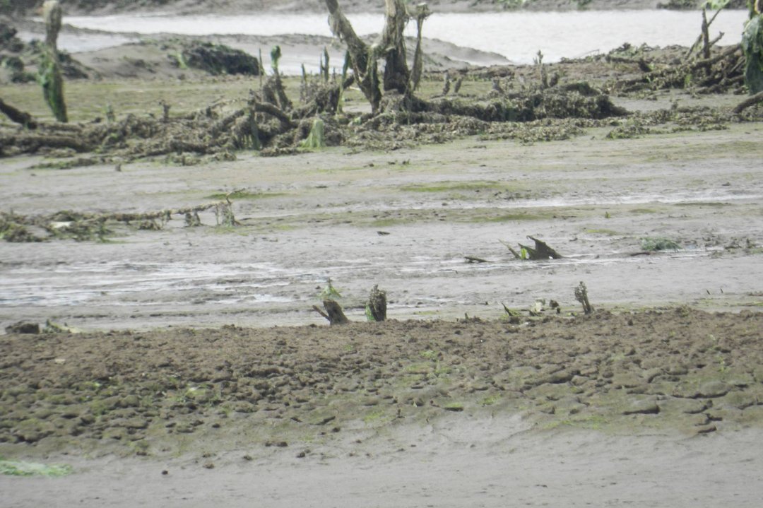 Vance McDill's album, Nisqually Wildlife Refuge