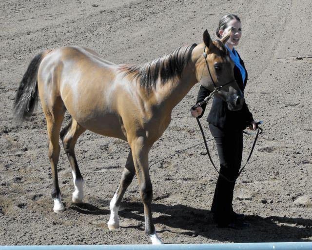Janice Andersen's album, Arabian Horse Show 2013