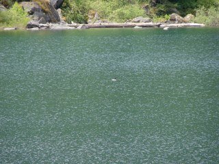 Carmen Marvici's album, Our trip to Vancouver Island
