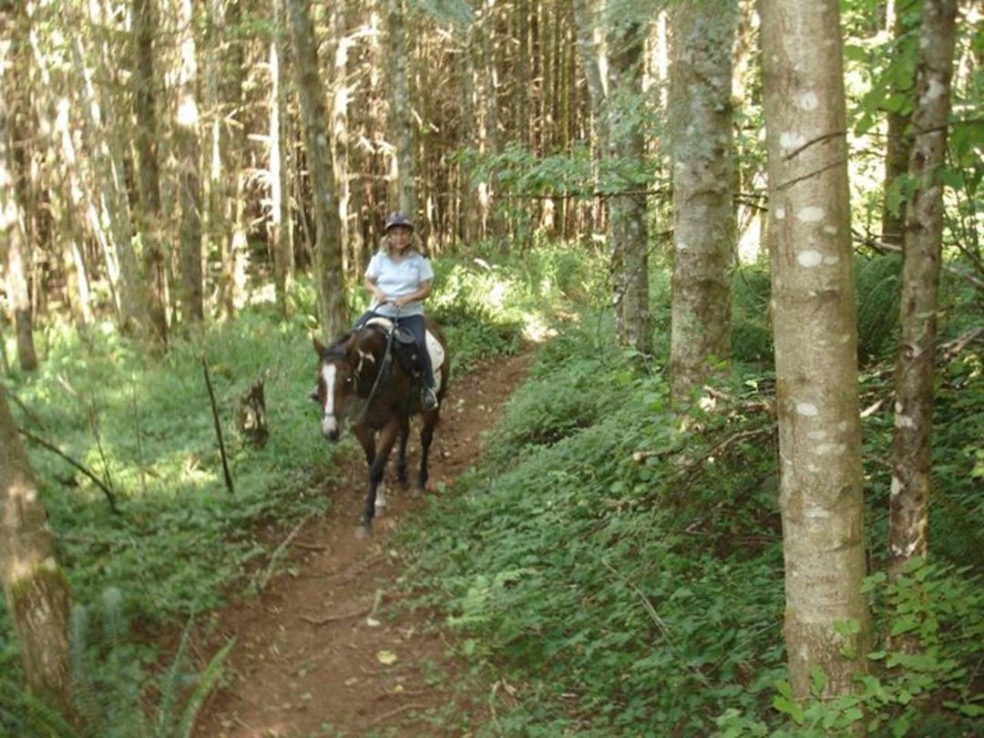 Carla Swearingen's album, August 2011 Horses