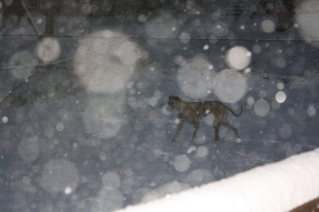 Brandy Krediet's album, The Snow of 2009