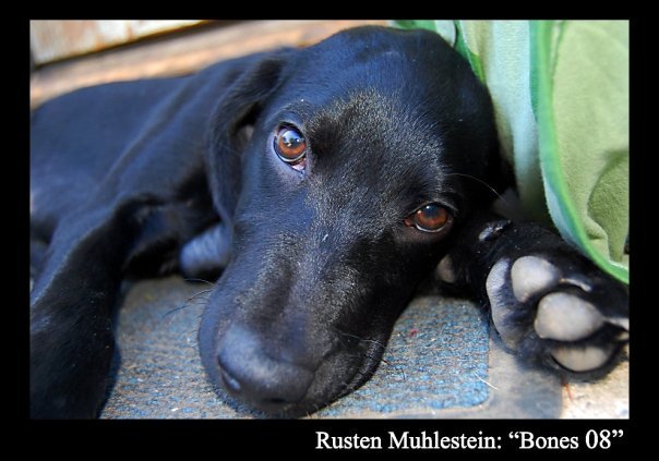 Debbie Muhlestein's album, Pets at our house!