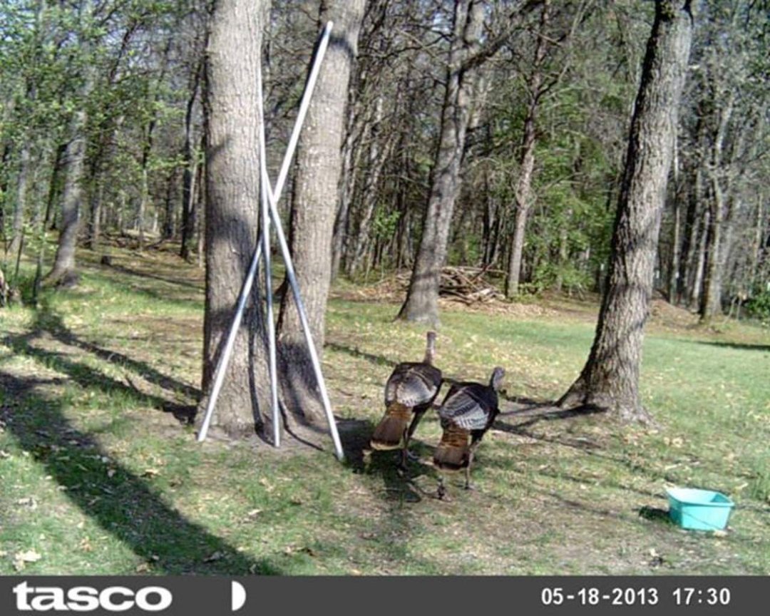 Sandra Jobe's album, wildlife in front yard