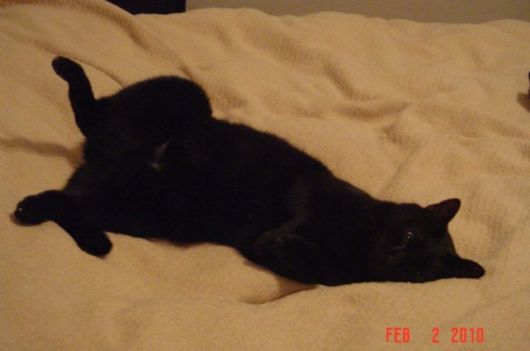 June Reiling's album, DC (Damn Cat)