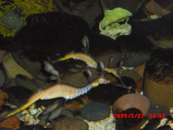 Terry Waters' album, Dallas World Aquarium