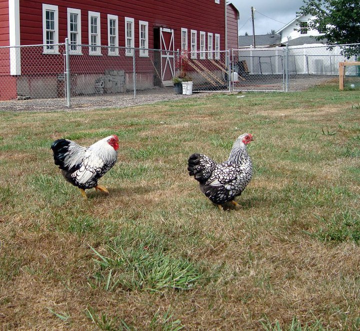 Rick Harmon's album, The Chickens