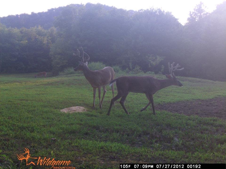 Todd Brouillard's album, Deer Camera