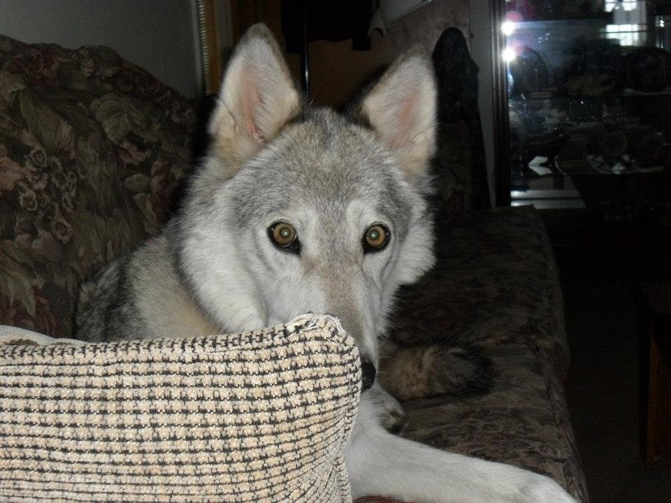 Windy Dix's album, Pets