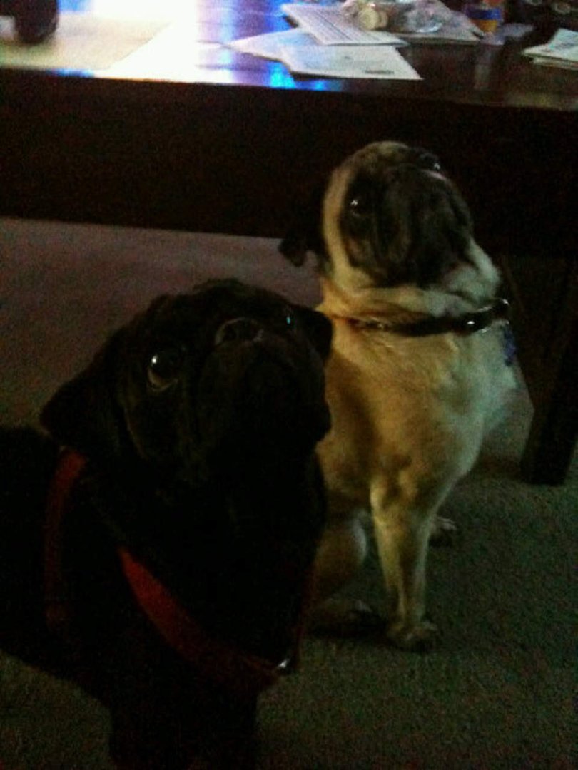 Jennifer Hawk's album, my dogs