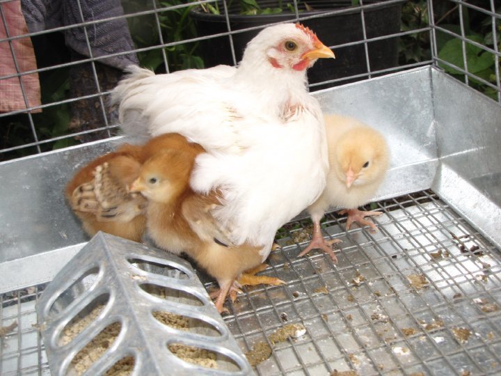 Cindi Herres' album, Life on the Farm