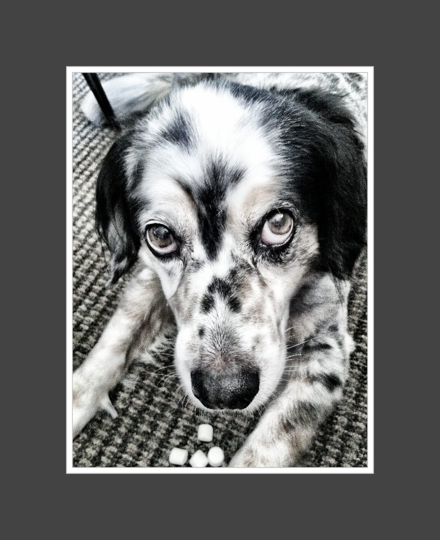 Patsy Bocchicchio-Buffo's album, Mobile Uploads