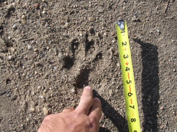 Ryan Chaney's album, Lion Tracks