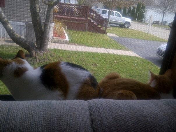 Neil Runyon's album, Mobile Uploads