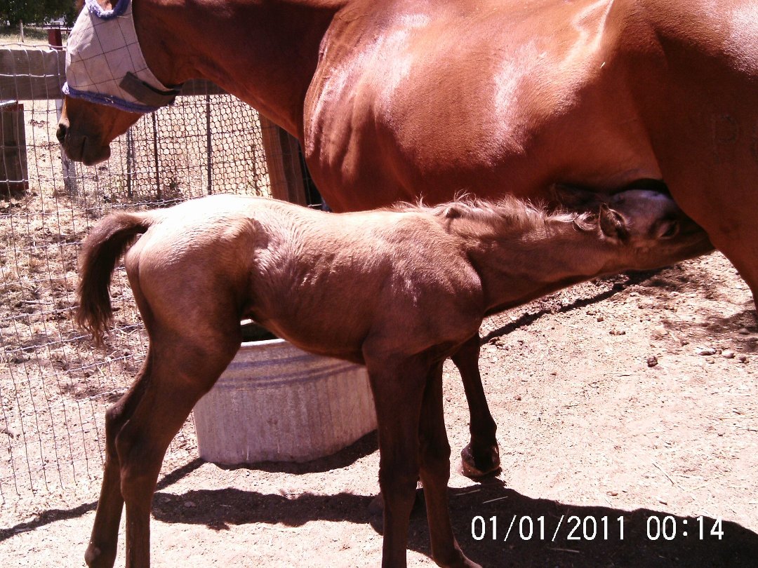 Lisa Phillips' album, Chloe & Milkshake @ 7 hours old