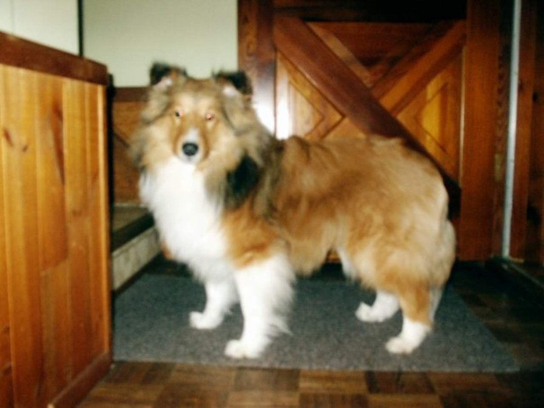 Cathy Sinclair's album, Introducing...... Brody!