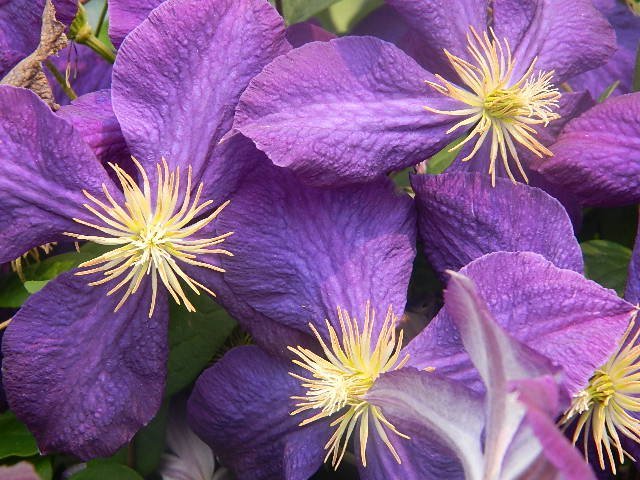 Timothy Philbee's album, vacation flora