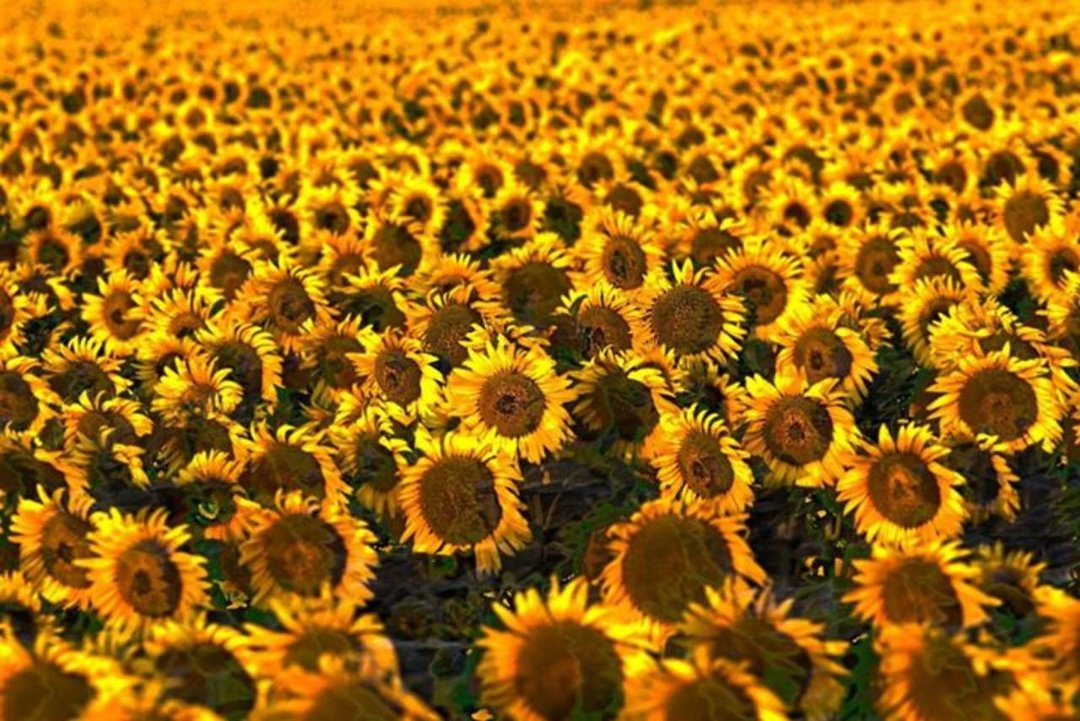 Amy Crouch's album, Cover Photos